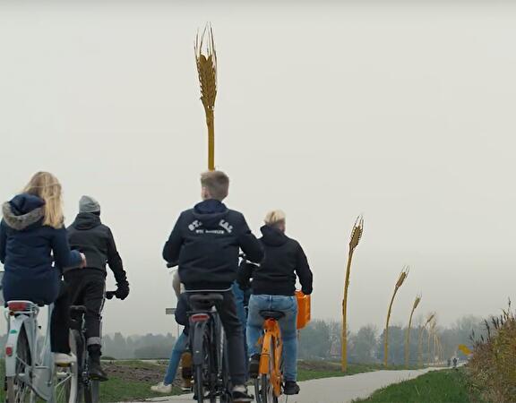 Graanhalmen wijzen de weg